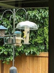 Spinus tristis jewetti