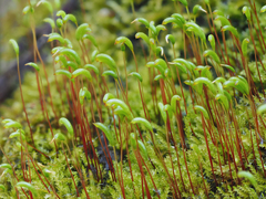 Hygroamblystegium fluviatile