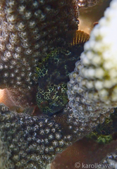 Sebastapistes coniorta