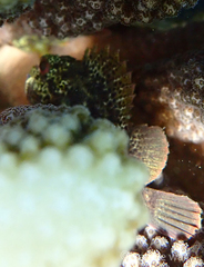 Sebastapistes coniorta