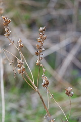 Pedicularis lanceolata