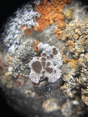 Glypholecia