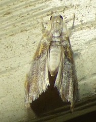 Glaphyria basiflavalis