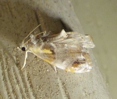 Glaphyria basiflavalis