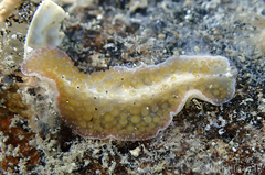 Thysanozoon tentaculatum