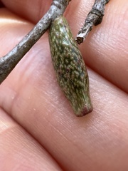 Amphibolips ellipsoidalis