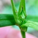 Carex backii - Photo (c) Jenn (McPhee) Dyson,  זכויות יוצרים חלקיות (CC BY-SA), הועלה על ידי Jenn (McPhee) Dyson