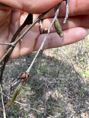 Amphibolips ellipsoidalis