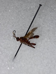 Trogomorpha arrogans