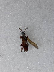 Trogomorpha arrogans