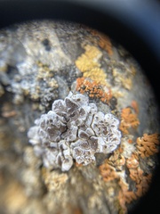 Glypholecia