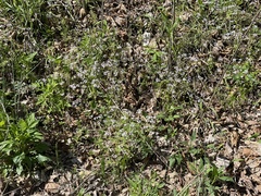 Valerianella ozarkana