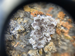 Glypholecia