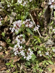 Valerianella ozarkana