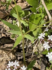 Valerianella ozarkana