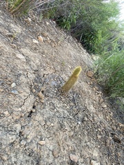 Bergerocactus emoryi