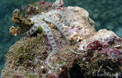 Ophiocoma brevipes