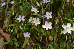 Claytonia caroliniana