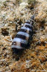 Cerithium zebrum