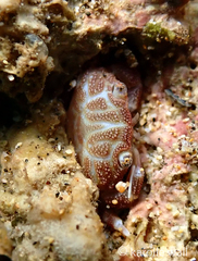 Pilodius areolatus