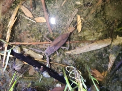 Laccotrephes japonensis