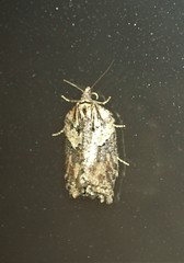 Acleris pulverosana