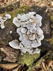 Trametes versicolor image