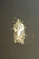 Acleris pulverosana
