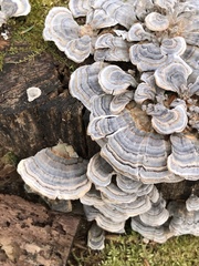 Trametes versicolor image