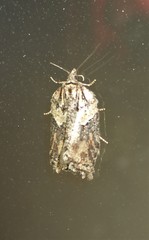 Acleris pulverosana