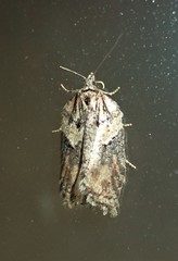 Acleris pulverosana