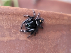 Phidippus audax