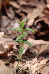 Gentiana puberulenta