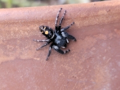 Phidippus audax