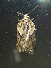Acleris pulverosana