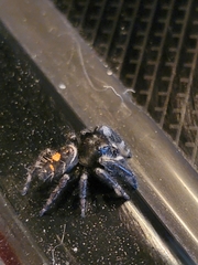 Phidippus audax