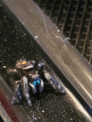 Phidippus audax