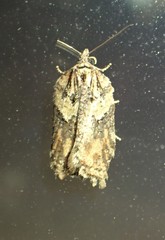 Acleris pulverosana
