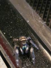 Phidippus audax
