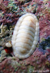 Stenoplax petaloides