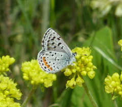 Euphilotes ancilla