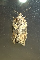 Acleris pulverosana