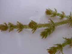 Chara canescens