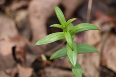 Gentiana puberulenta