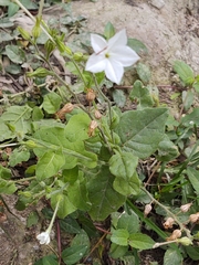 Nicotiana repanda