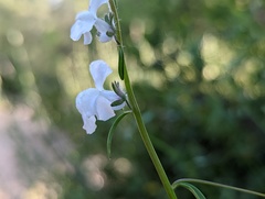 Sairocarpus coulterianus