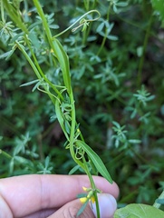 Sairocarpus coulterianus