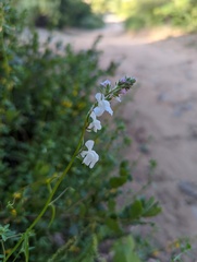 Sairocarpus coulterianus