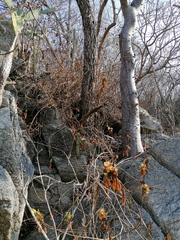 Acanthocereus oaxacensis