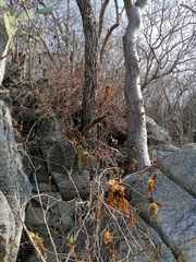 Acanthocereus oaxacensis